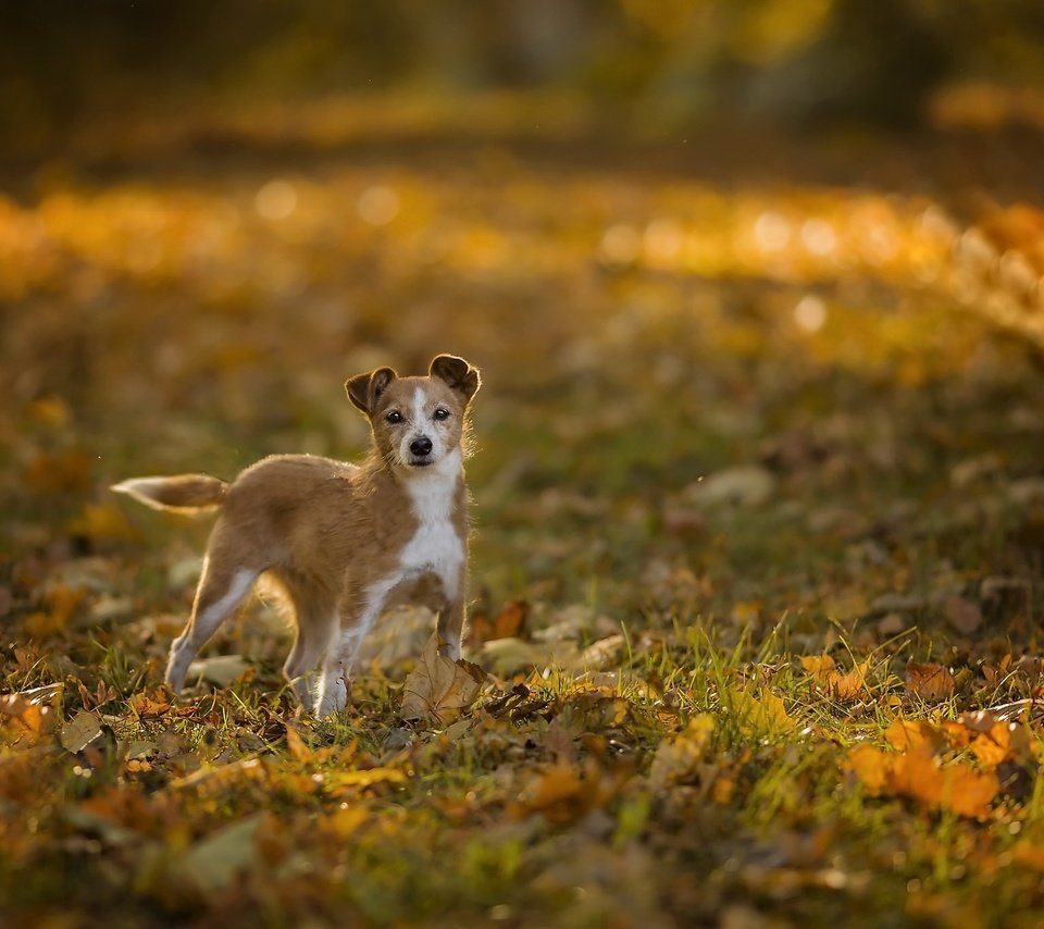 Обои природа, собака, nature, dog разрешение 2048x1366 Загрузить