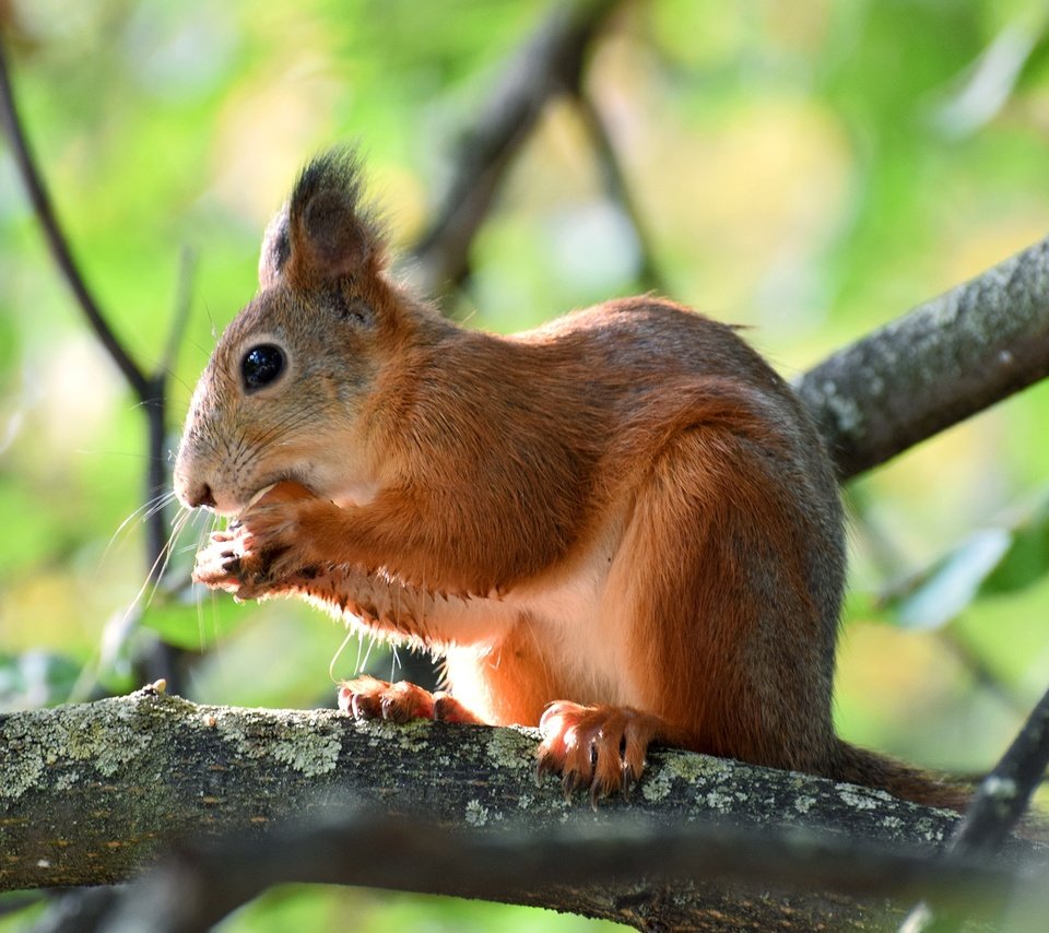 Обои природа, ветки, животное, белка, зверек, орех, грызун, nature, branches, animal, protein, walnut, rodent разрешение 2362x1575 Загрузить