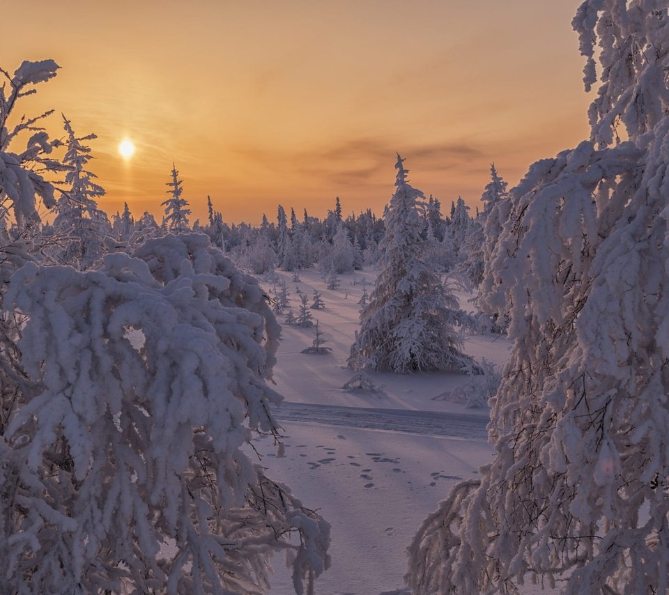 Обои солнце, ели, снег, природа, лес, закат, зима, пейзаж, ветки, the sun, ate, snow, nature, forest, sunset, winter, landscape, branches разрешение 2000x1261 Загрузить