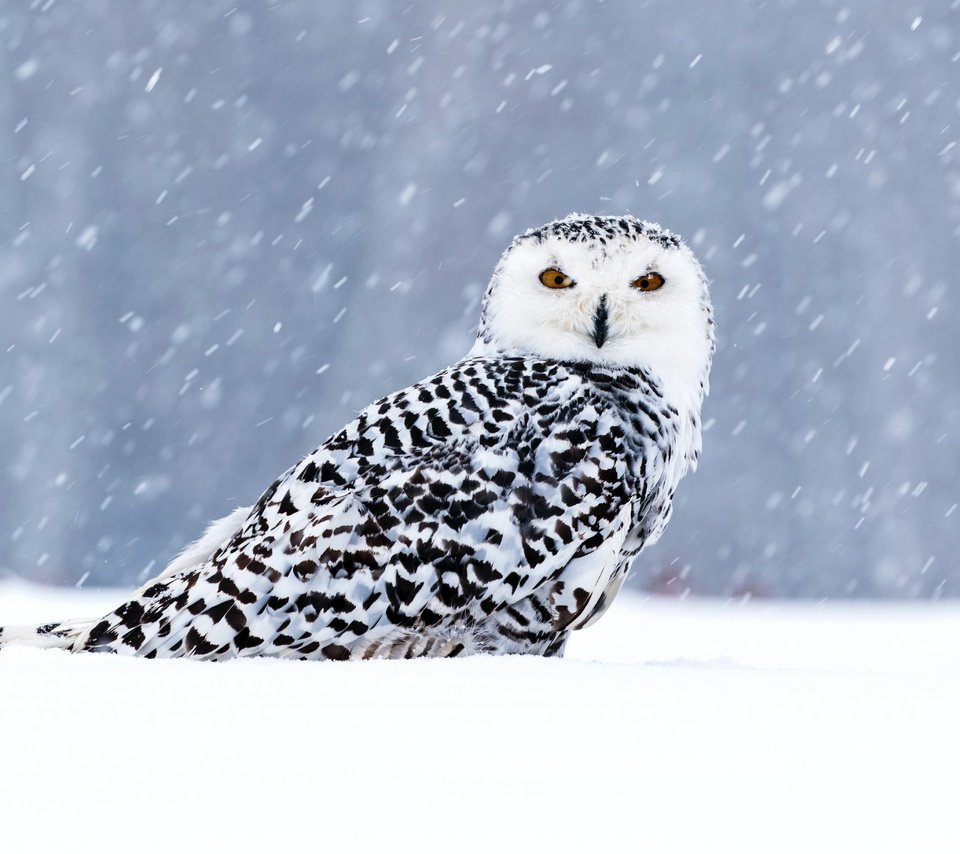 Обои сова, снег, зима, взгляд, птица, боке, снегопад, полярная сова, owl, snow, winter, look, bird, bokeh, snowfall, snowy owl разрешение 5472x3648 Загрузить