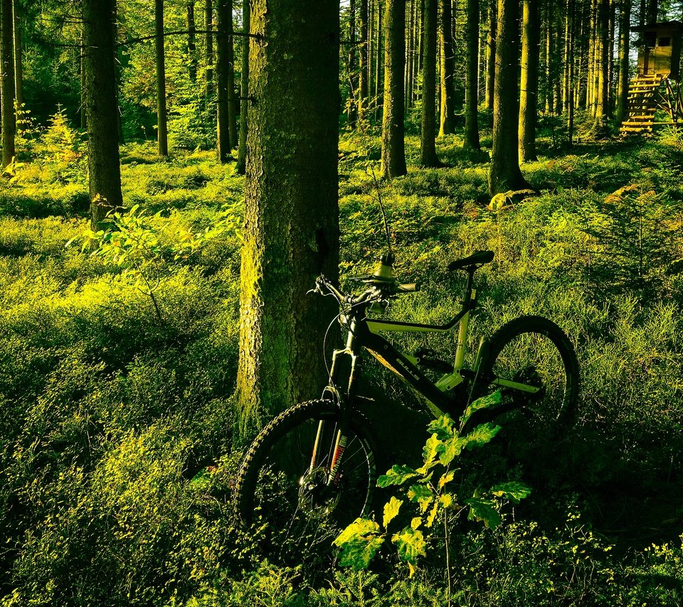 Обои свет, деревья, зелень, лес, лето, сосны, велосипед, light, trees, greens, forest, summer, pine, bike разрешение 3840x2160 Загрузить