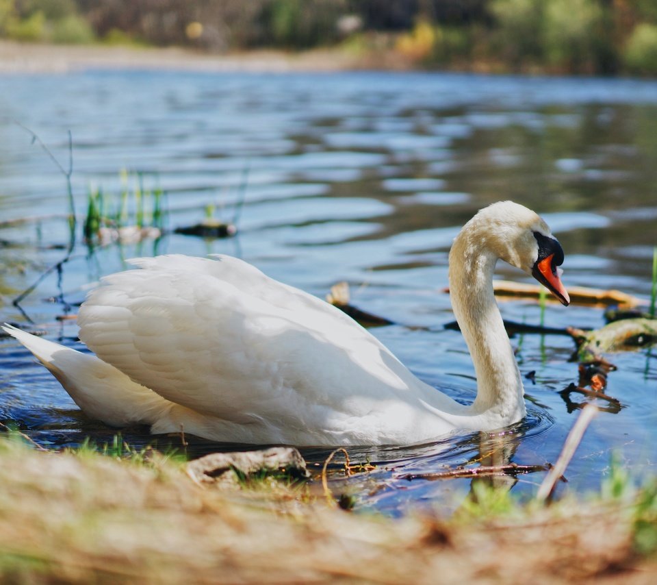 Обои свет, вода, берег, белый, водоем, птица, пруд, лебедь, light, water, shore, white, pond, bird, swan разрешение 5056x3366 Загрузить