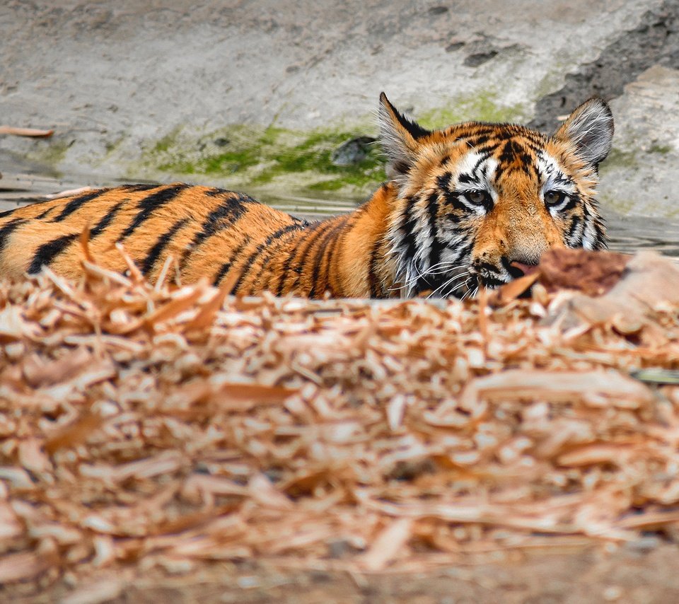 Обои тигр, водоем, купание, tiger, pond, bathing разрешение 2560x1440 Загрузить