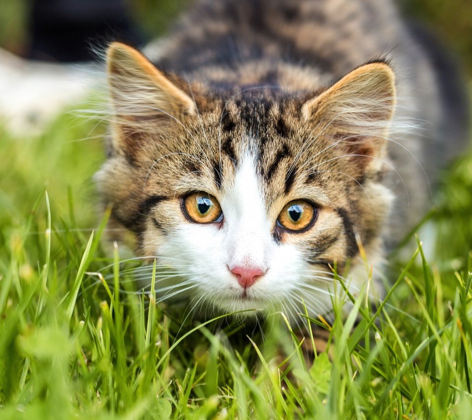 Обои трава, кошка, взгляд, котенок, мордашка, полосатый, боке, grass, cat, look, kitty, face, striped, bokeh разрешение 3840x2560 Загрузить