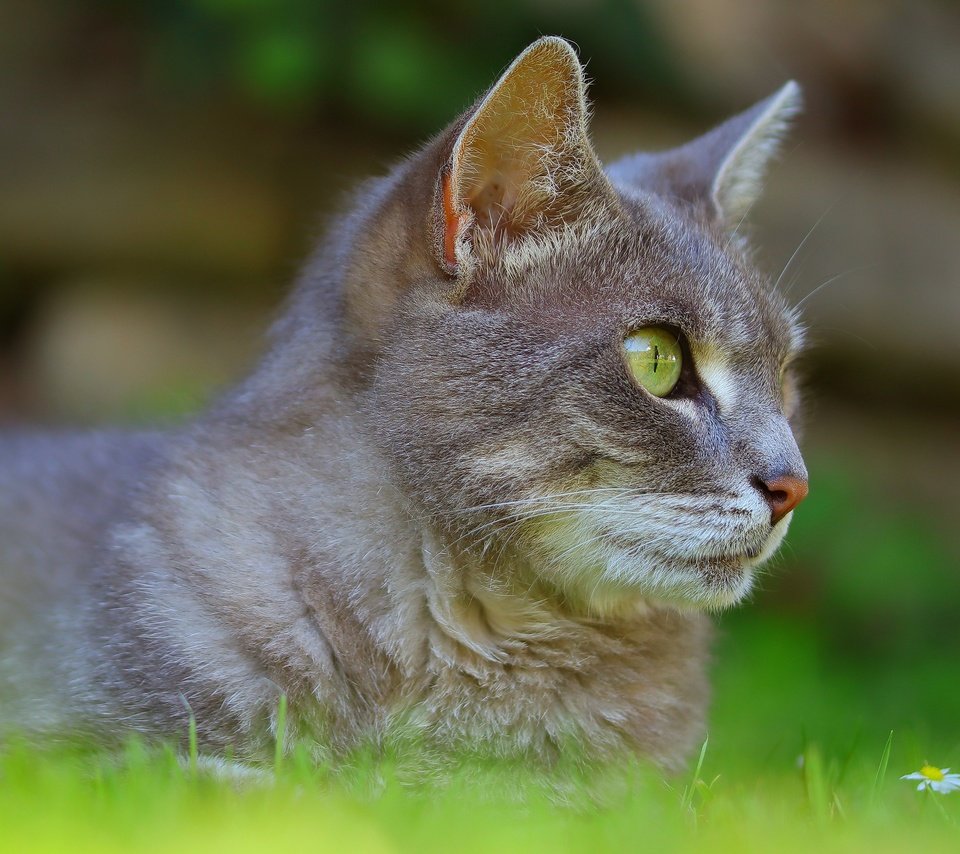 Обои трава, кот, кошка, лежит, серый, профиль, grass, cat, lies, grey, profile разрешение 3840x2160 Загрузить