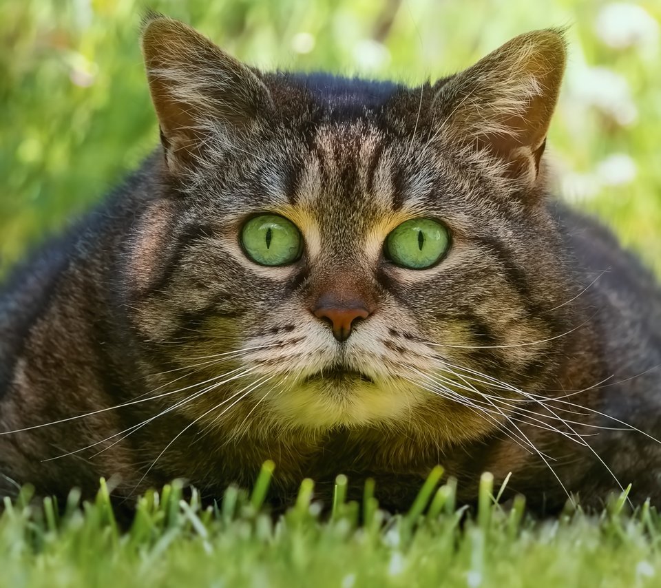 Обои трава, кот, взгляд, мордашка, котэ, глазища, grass, cat, look, face, kote, eyes разрешение 2500x2500 Загрузить