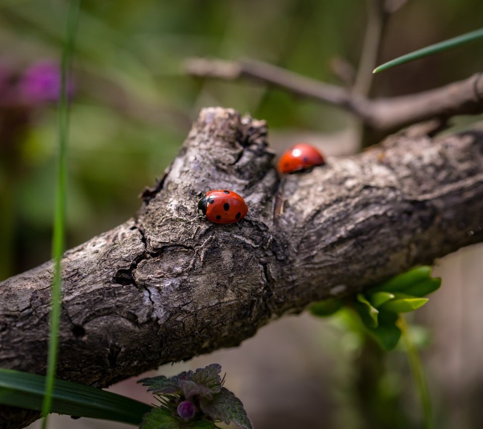 Обои ветка, божьи коровки, божья коровка, жуки, боке, branch, ladybugs, ladybug, bugs, bokeh разрешение 5472x3338 Загрузить