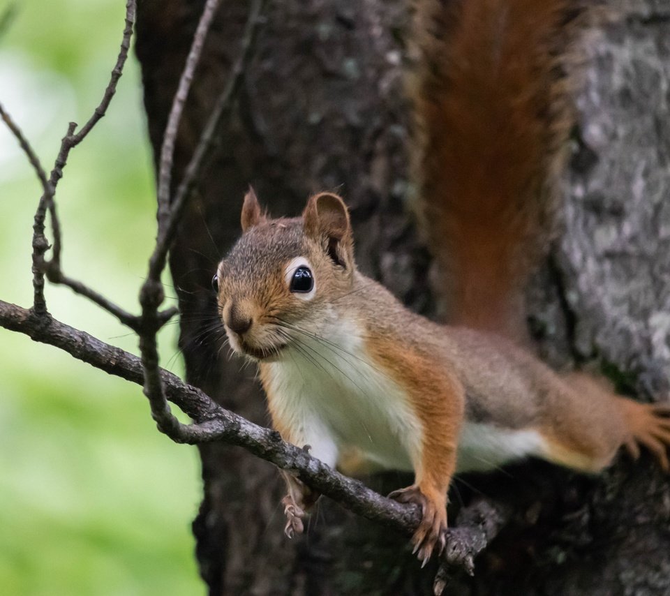 Обои ветка, природа, дерево, поза, животное, белка, зверек, грызун, branch, nature, tree, pose, animal, protein, rodent разрешение 2700x1800 Загрузить