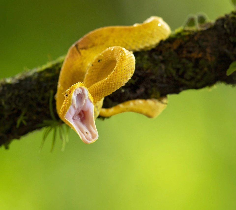 Обои ветка, природа, змея, пасть, branch, nature, snake, mouth разрешение 2000x1334 Загрузить