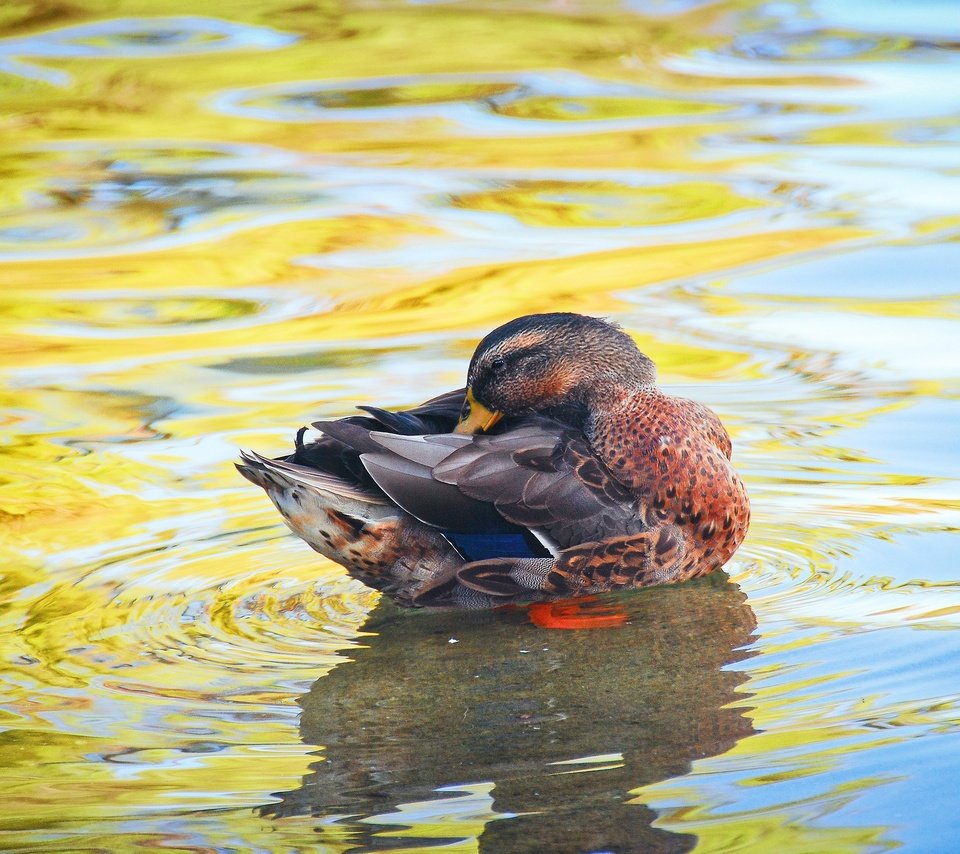Обои вода, водоем, птица, утка, water, pond, bird, duck разрешение 2560x1714 Загрузить