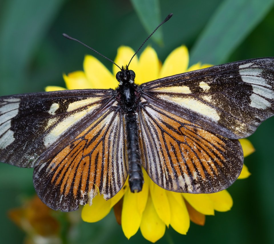 Обои желтый, макро, цветок, бабочка, yellow, macro, flower, butterfly разрешение 5706x3210 Загрузить