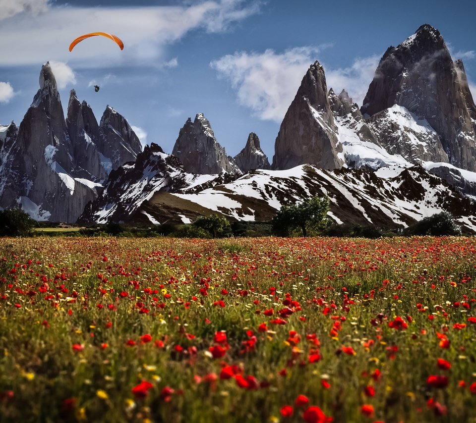 Обои цветы, горы, швейцария, маки, луга, парапланерист, flowers, mountains, switzerland, maki, meadows, paraglider разрешение 3840x2160 Загрузить