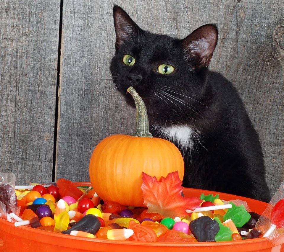 Обои кот, кошка, сладости, черный, хэллоуин, тыква, cat, sweets, black, halloween, pumpkin разрешение 2462x1625 Загрузить
