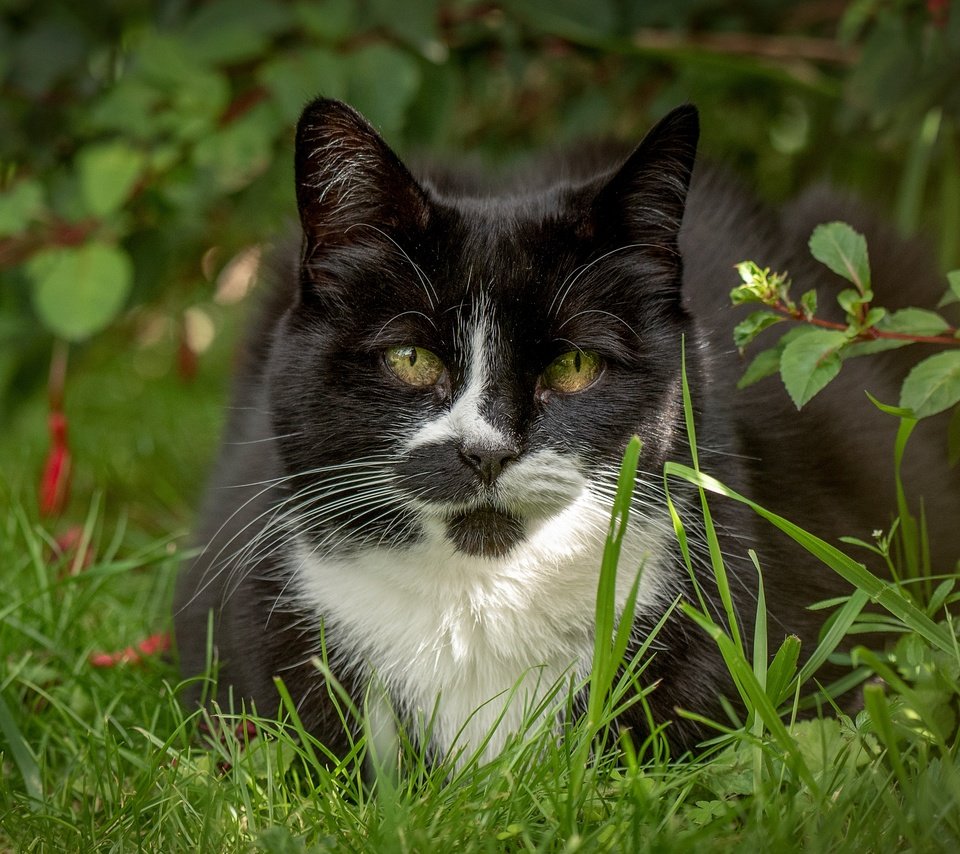 Обои трава, мордочка, усы, кошка, взгляд, grass, muzzle, mustache, cat, look разрешение 4118x2540 Загрузить