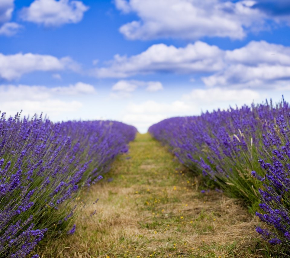 Обои лаванда, lavender разрешение 5616x3744 Загрузить