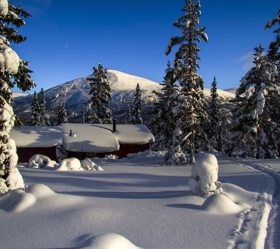 Обои снег, зима, зимний лес, snow, winter, winter forest разрешение 5184x3456 Загрузить