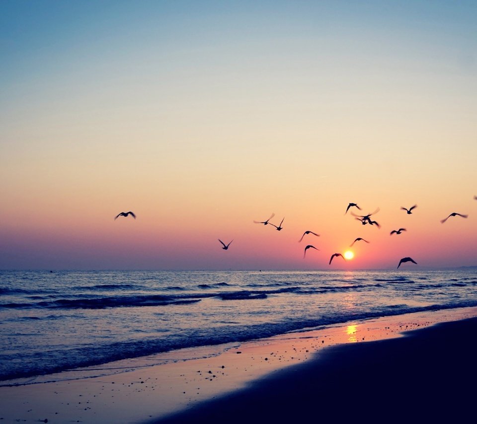 Обои небо, берег, закат, море, песок, горизонт, рассвет, птицы, the sky, shore, sunset, sea, sand, horizon, dawn, birds разрешение 2560x1600 Загрузить