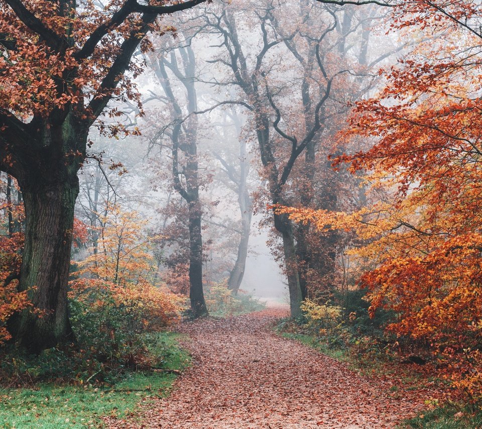 Обои дорога, деревья, природа, лес, туман, осень, road, trees, nature, forest, fog, autumn разрешение 7952x5304 Загрузить
