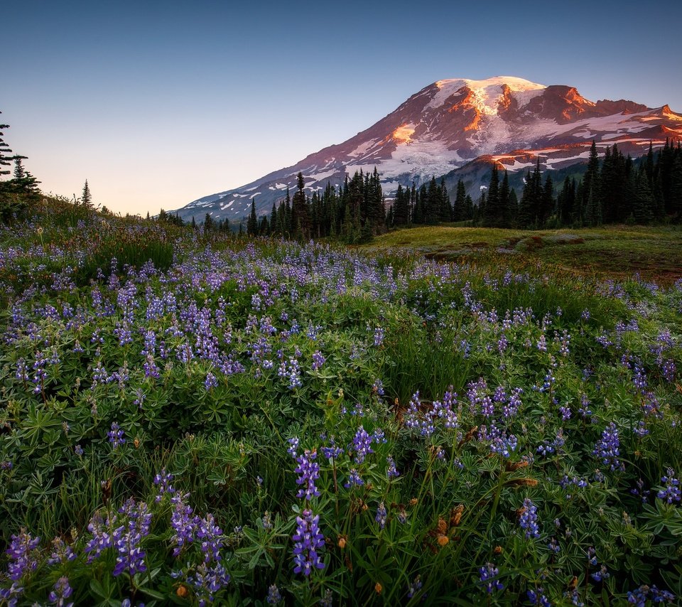 Обои цветы, горы, лес, люпины, flowers, mountains, forest, lupins разрешение 2048x1365 Загрузить