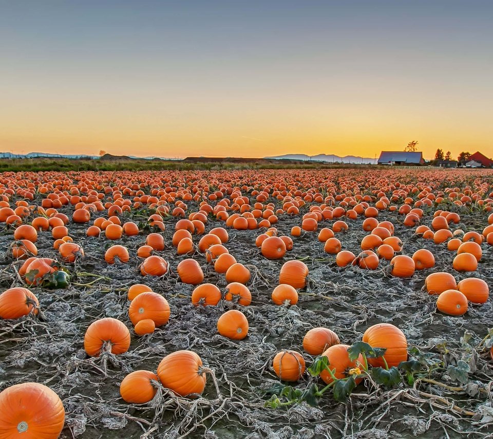 Обои поле, урожай, канада, тыква, британская колумбия, field, harvest, canada, pumpkin, british columbia разрешение 3661x2059 Загрузить