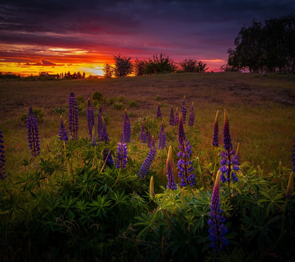 Обои цветы, вечер, закат, поле, лето, люпины, flowers, the evening, sunset, field, summer, lupins разрешение 6144x4316 Загрузить