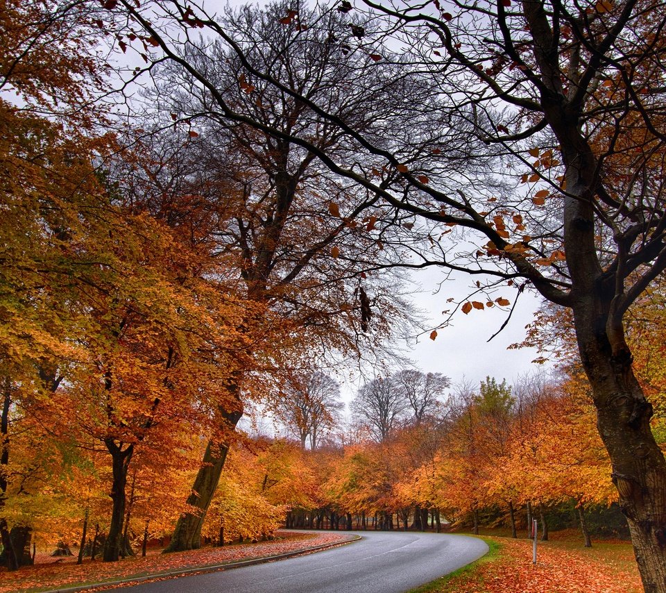 Обои лес, парк, осень, forest, park, autumn разрешение 3840x2160 Загрузить