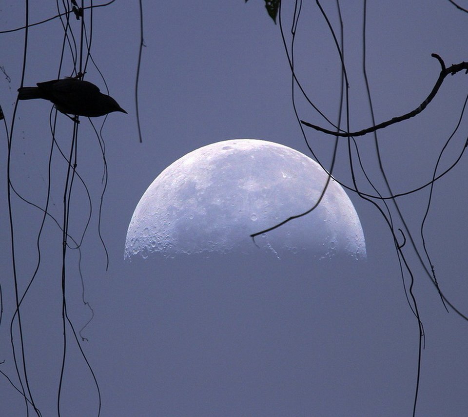 Обои небо, луна, птица, силуэт, the sky, the moon, bird, silhouette разрешение 1920x1080 Загрузить