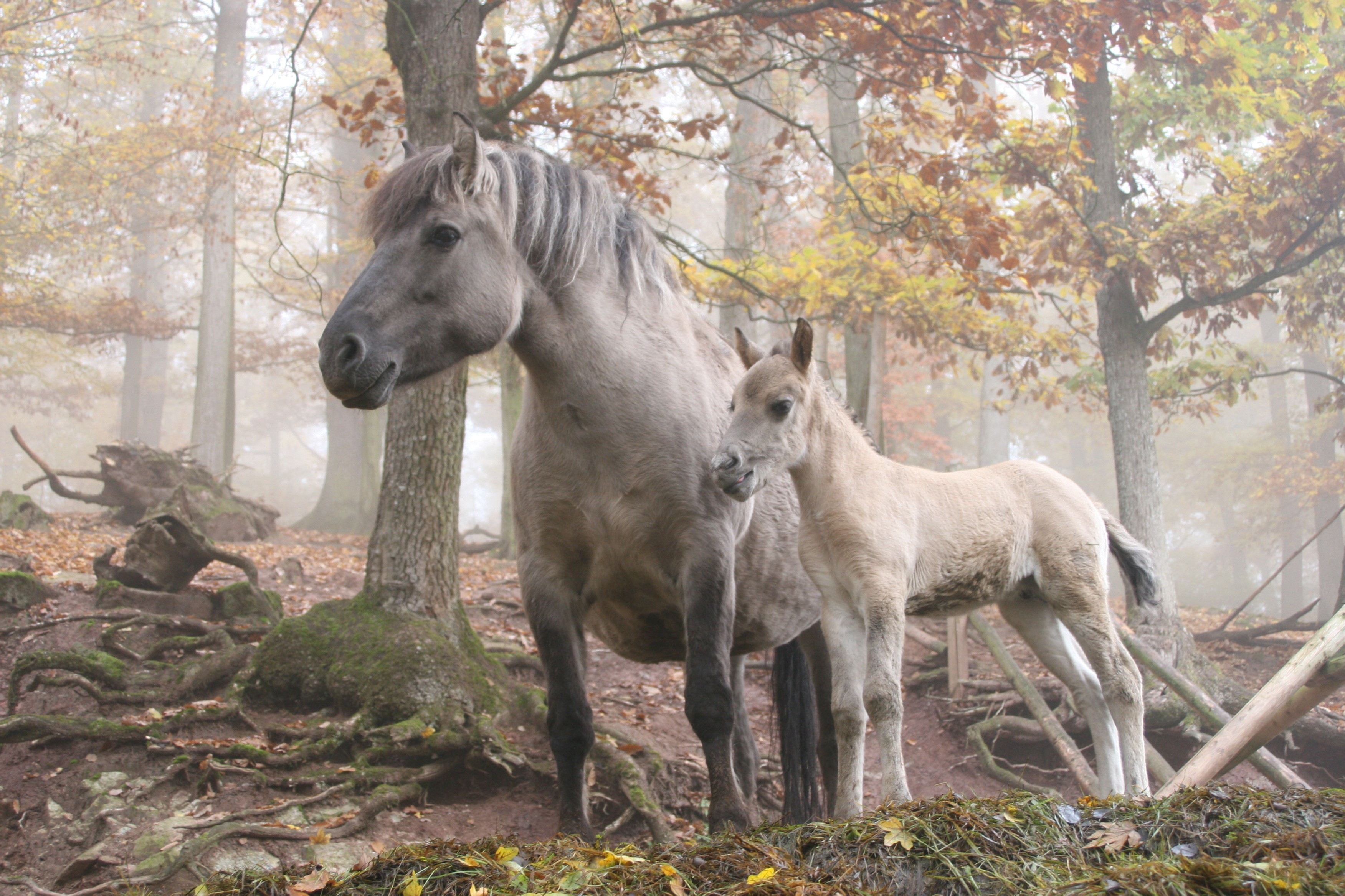 Обои лошадь, деревья, лес, horse, trees, forest разрешение 3504x2336 Загрузить