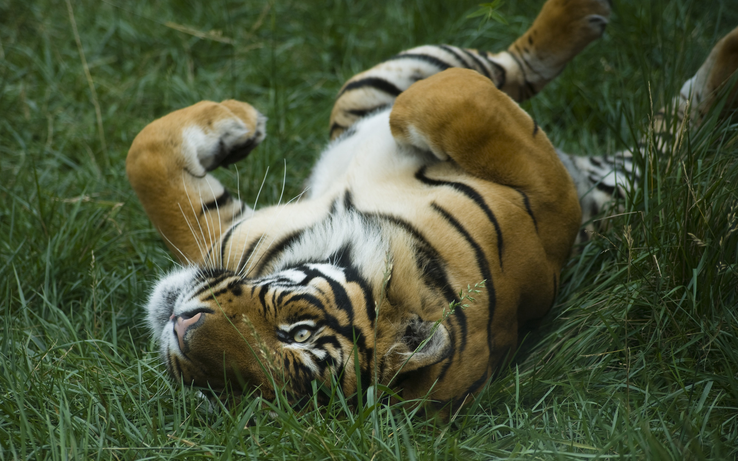 Тигр в траве без смс