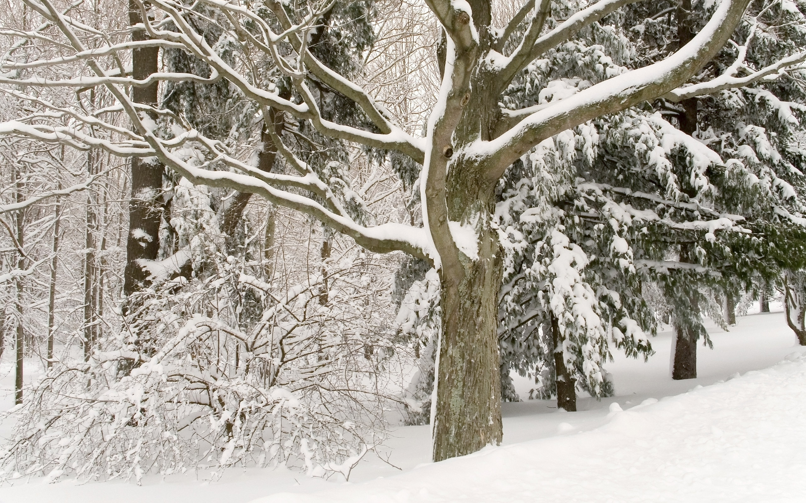 дерево снег tree snow бесплатно