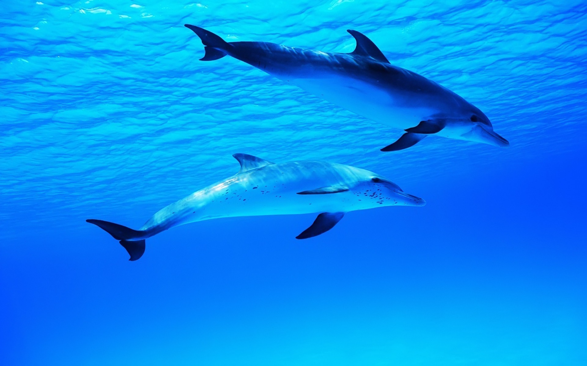 дельфины в океане бесплатно