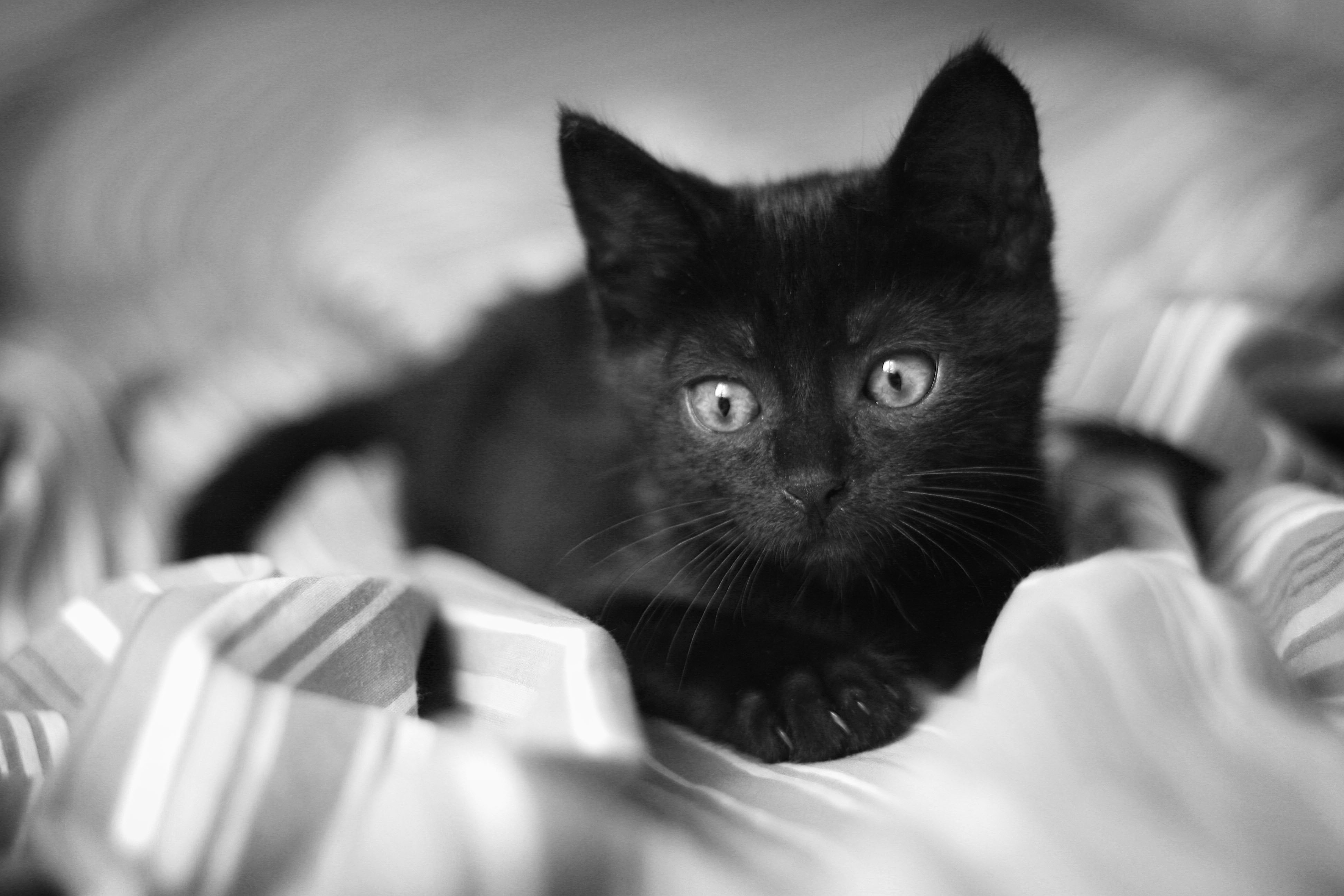 Обои глаза, кот, кошка, взгляд, чёрно-белое, котенок, черный, грустный, одеяло, blanket, eyes, cat, look, black and white, kitty, black, sad разрешение 3888x2592 Загрузить