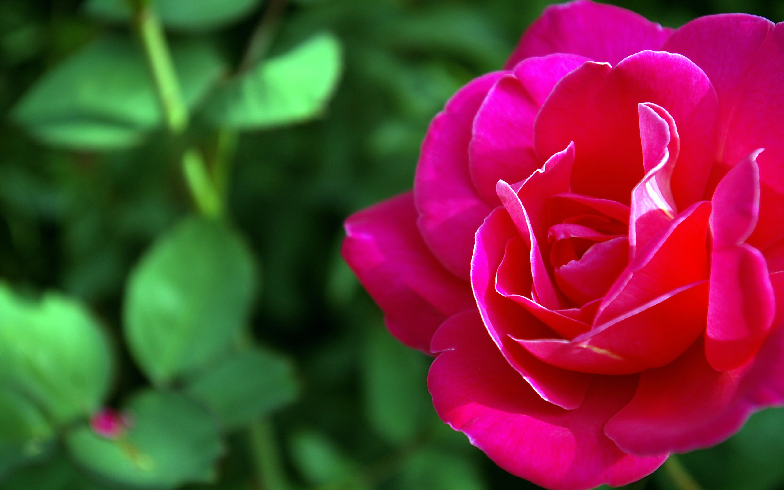 природа цветы розы красные макро без смс