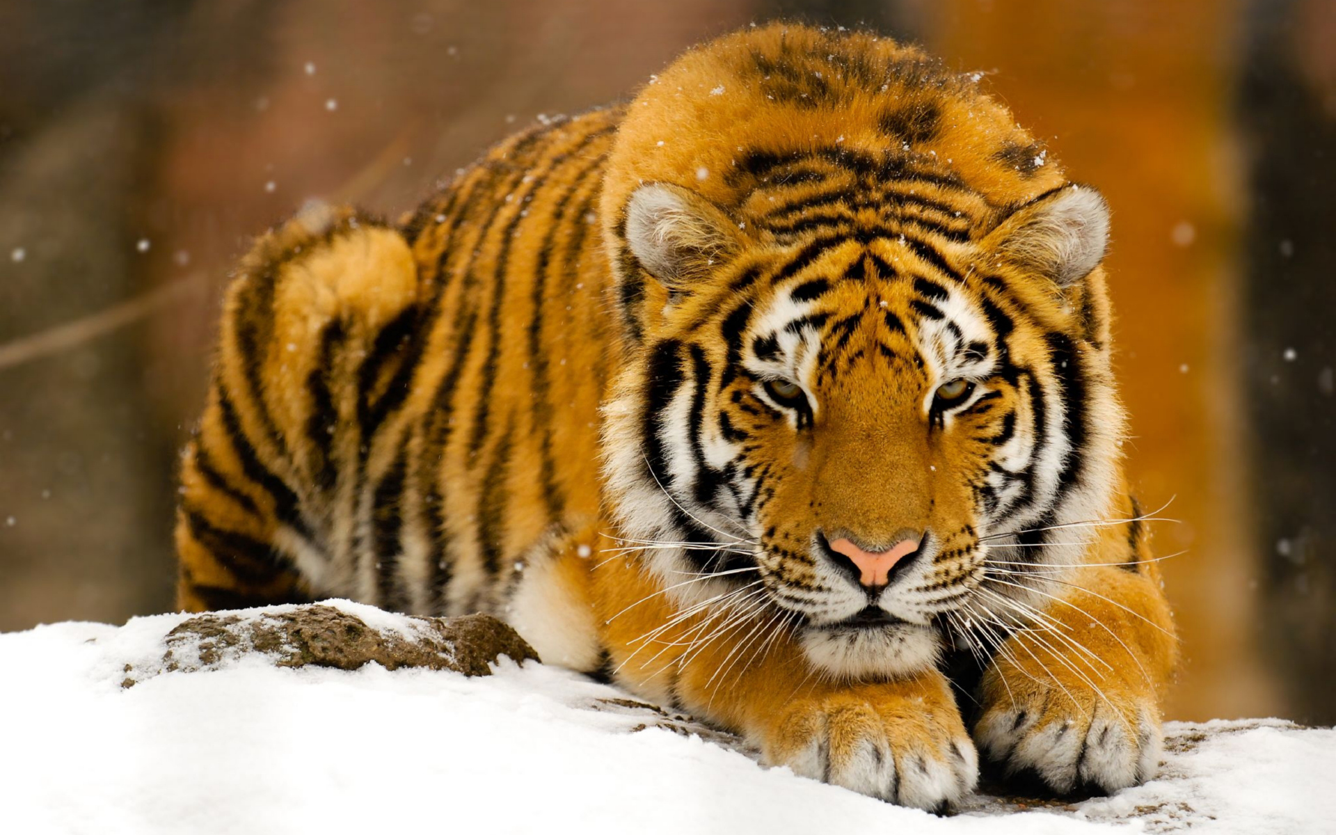 Обои тигр, снег, зима, хищник, рыжий, зверь, tiger, snow, winter, predator, red, beast разрешение 1920x1200 Загрузить