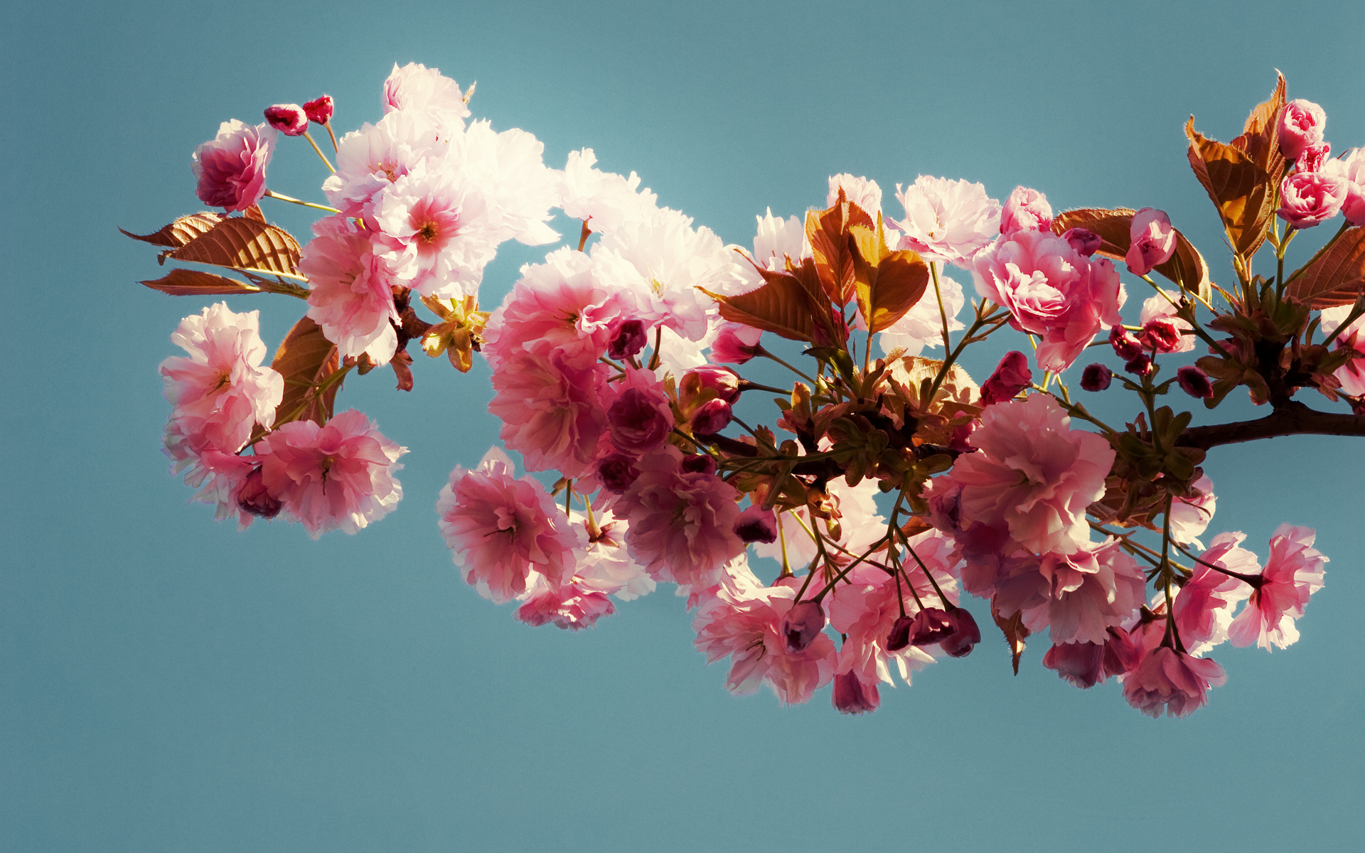 Цветы на ветке. Цветущее дерево. Цветущие ветки. Ветка цветущей Сакуры. Розовые цветы.