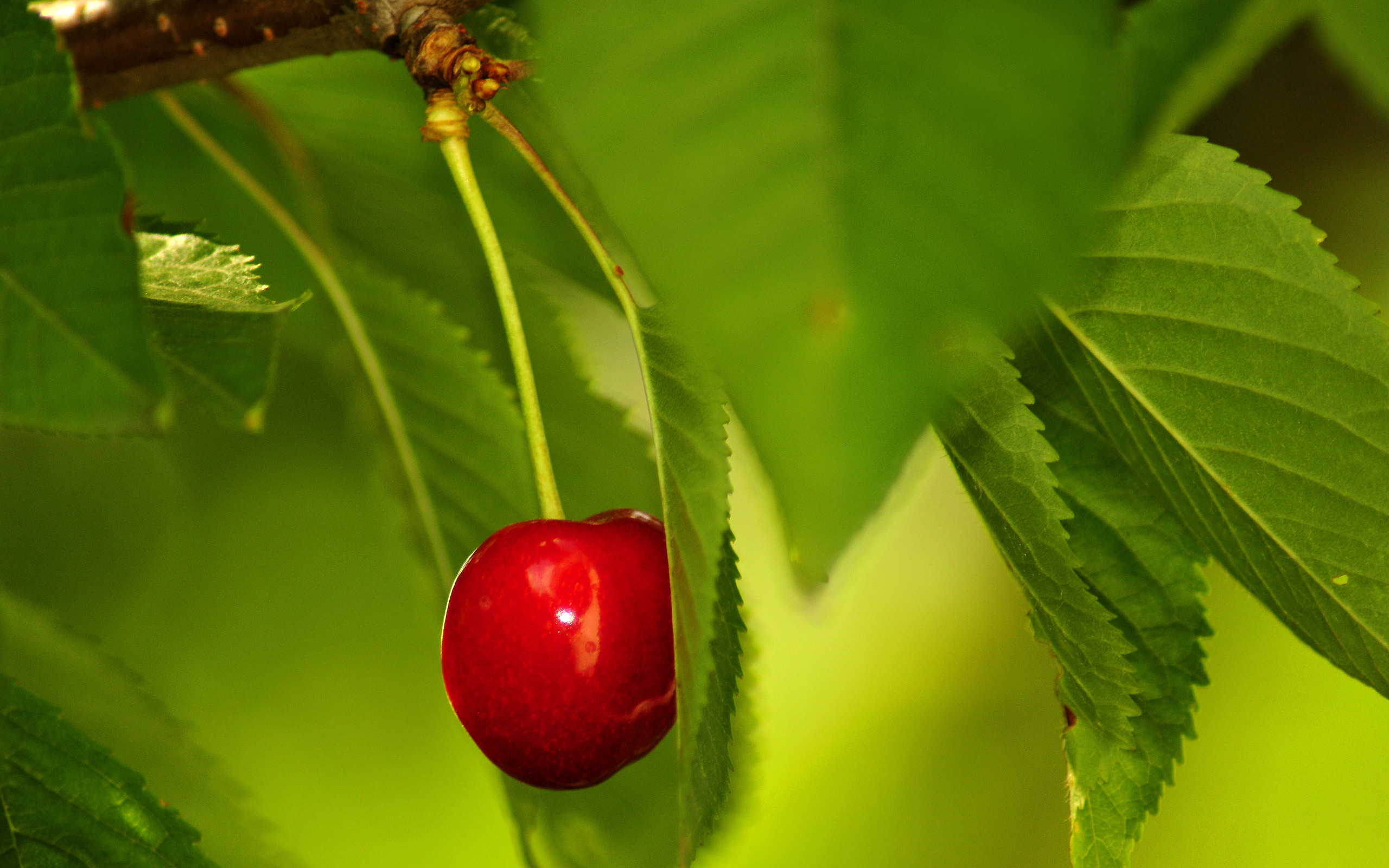 красные ягоды макро листья ветка скачать
