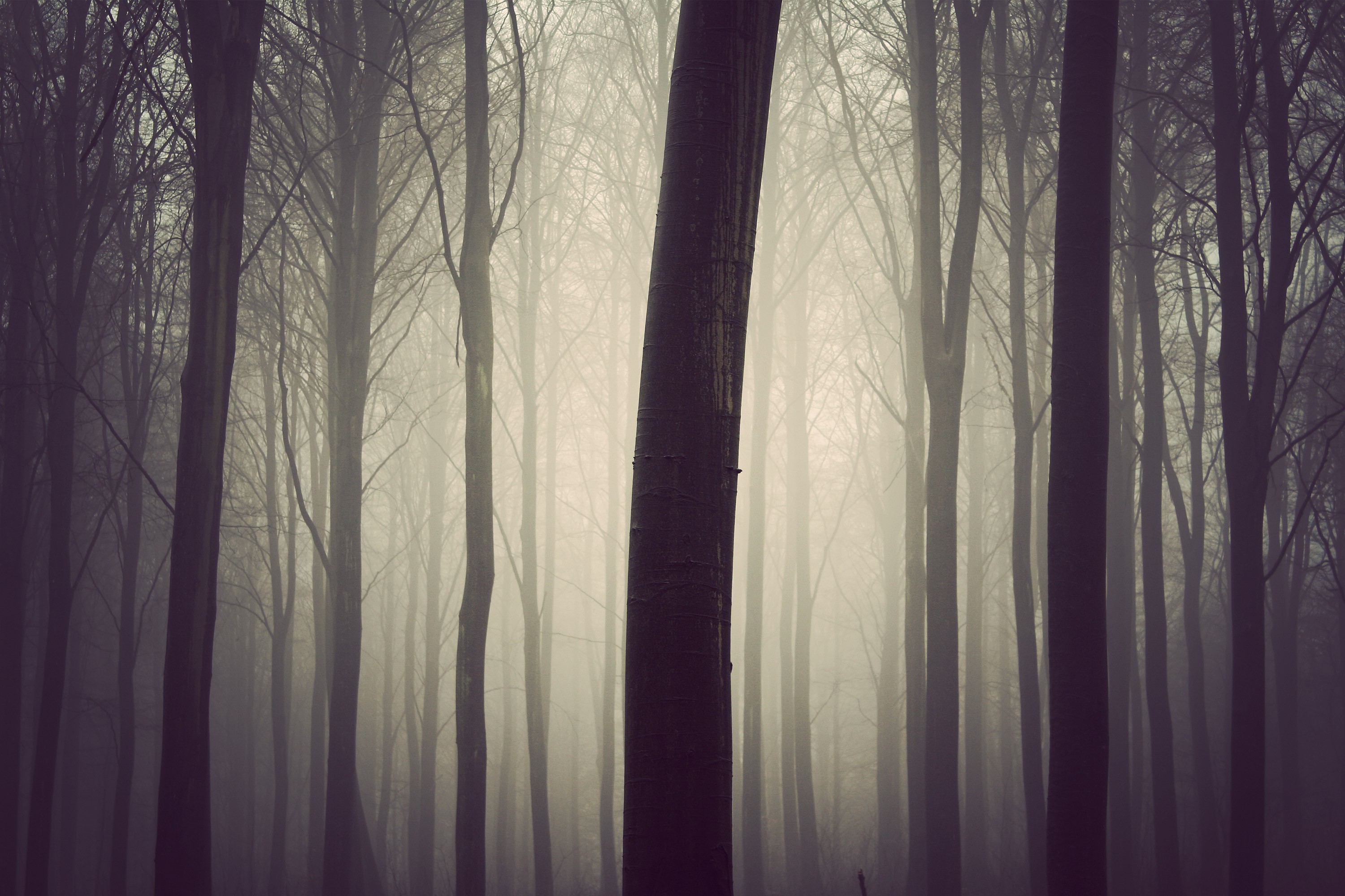 Обои деревья, дерево, лес, туман, стволы, lдерево, trees, tree, forest, fog, trunks разрешение 3000x2000 Загрузить