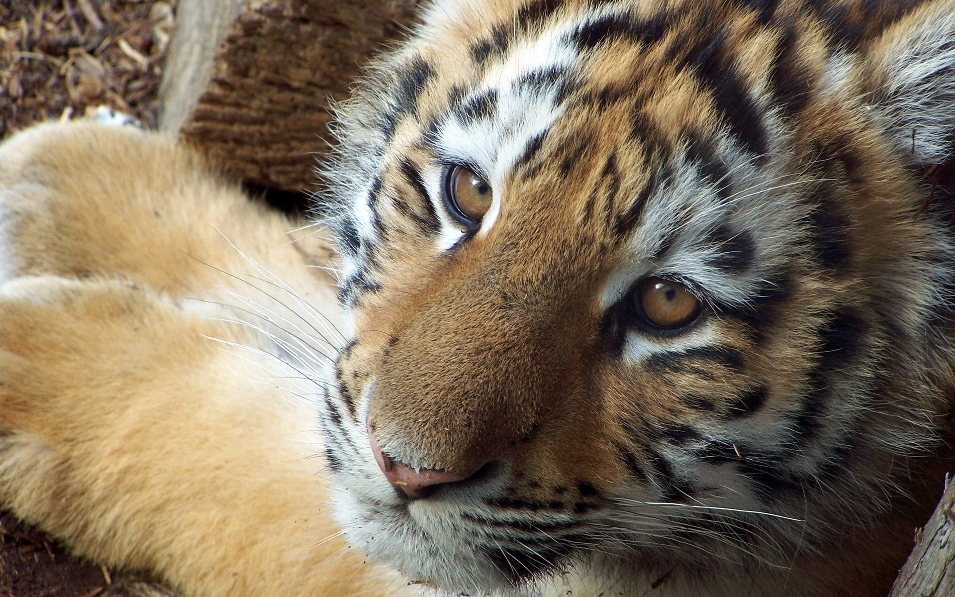 Обои тигр, морда, взгляд, маленький, тигренок, детеныш, tiger, face, look, small, cub разрешение 1920x1200 Загрузить