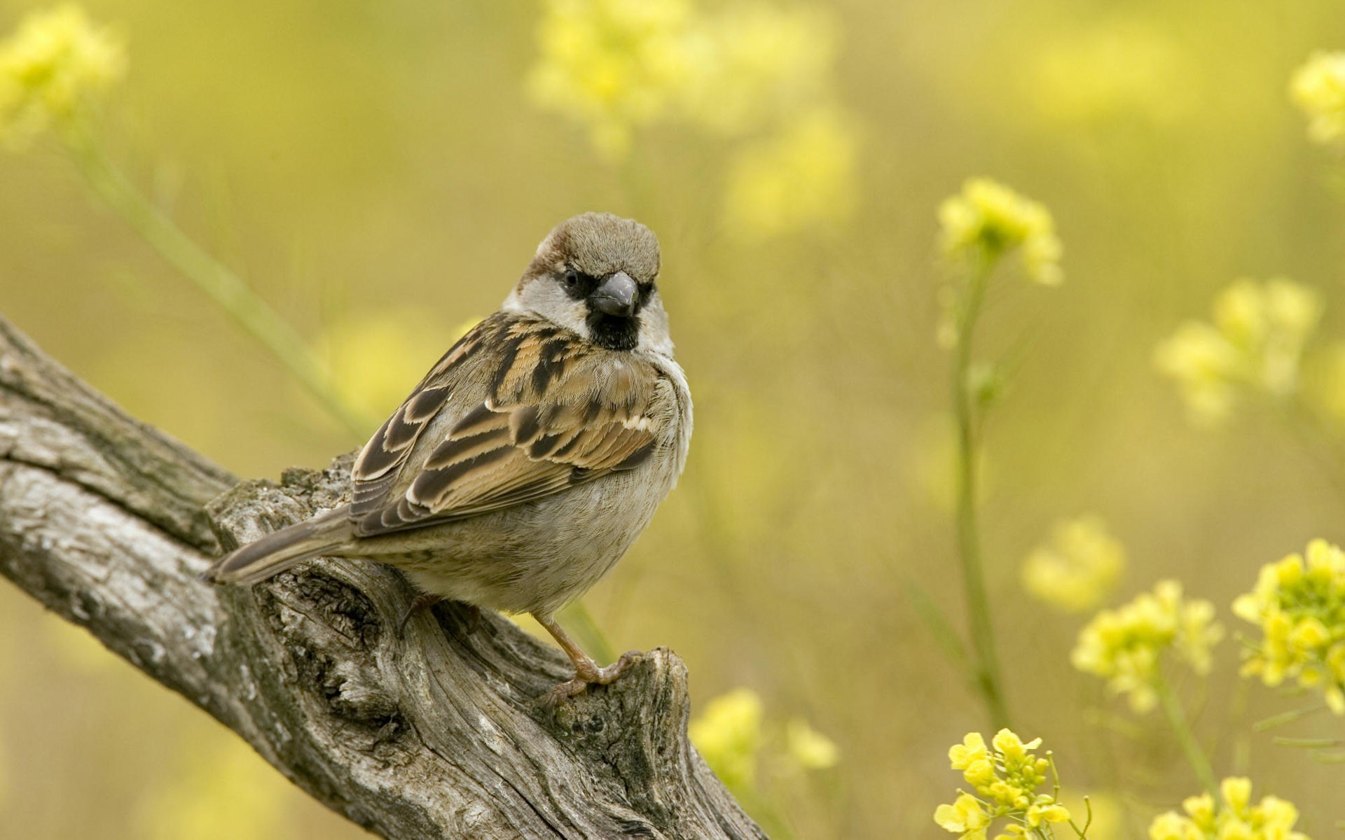 Обои цветы, ветка, воробей, flowers, branch, sparrow разрешение 1920x1200 Загрузить