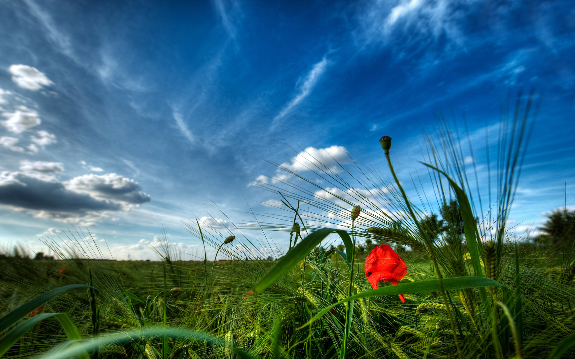 Обои небо, трава, мак, the sky, grass, mac разрешение 1920x1200 Загрузить