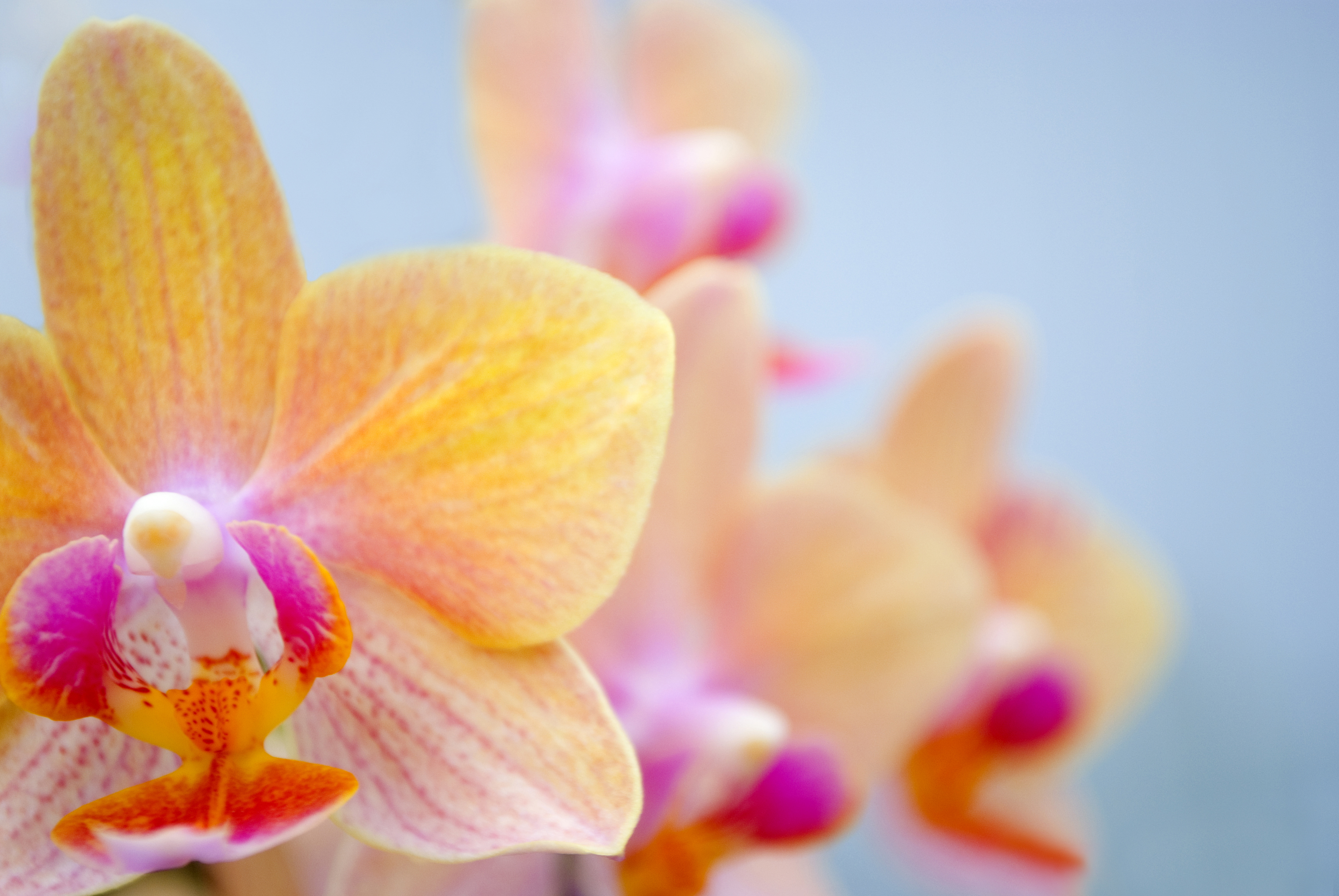 Орхидеи желто розовые. Фаленопсис tiny Melissa. Орхидея фаленопсис желтая бабочка. Фаленопсис Радуга.