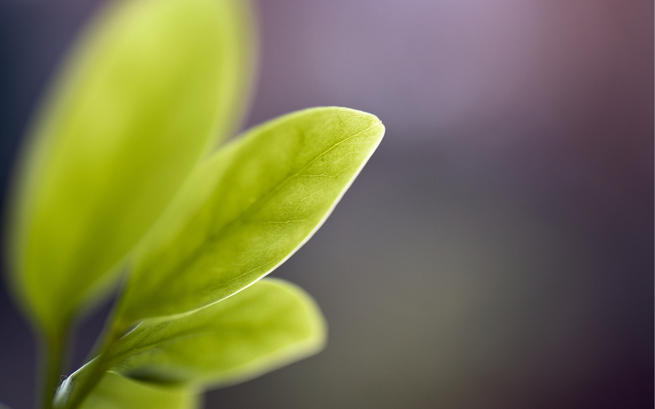 Обои листья, цветок, листы, жилки, стебли, зеленый лист, leaves, flower, veins, stems, green leaf разрешение 2560x1600 Загрузить