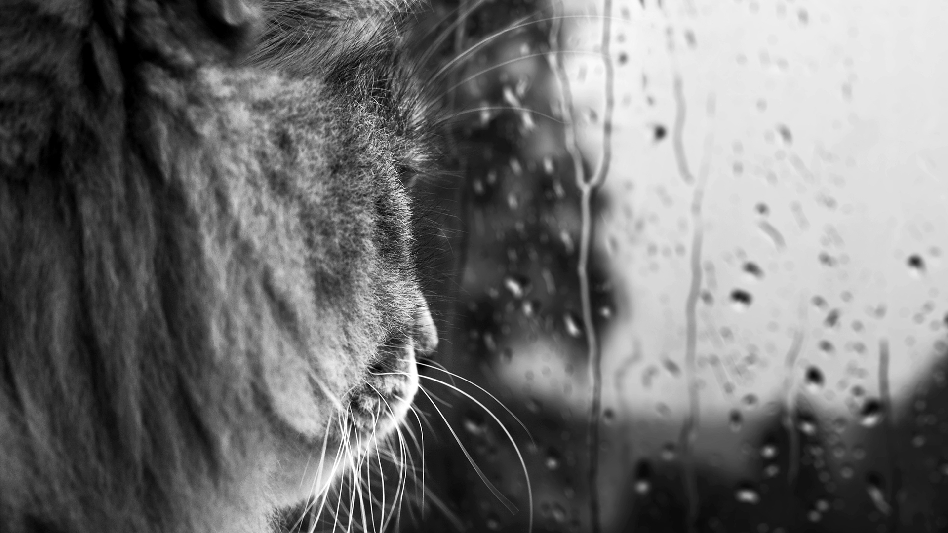 Обои кот, усы, капли, черно-белая, дождь, стекло, cat, mustache, drops, black and white, rain, glass разрешение 1920x1080 Загрузить