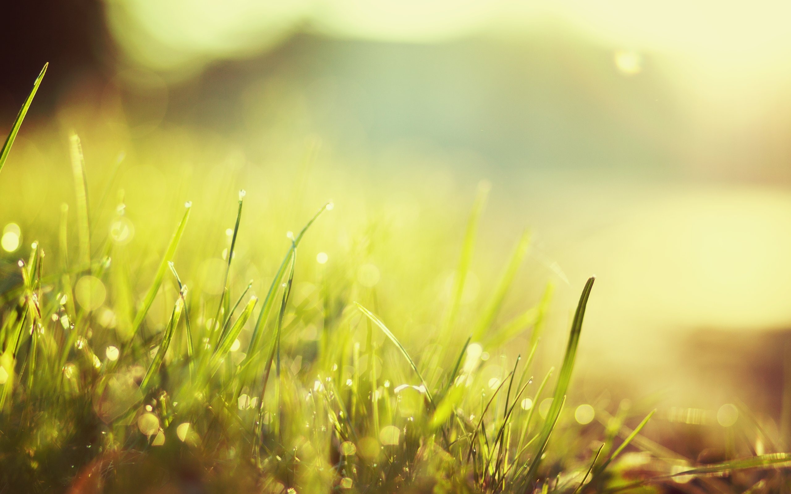 Обои свет, трава, утро, роса, капли, picture perfect, light, grass, morning, rosa, drops разрешение 2560x1600 Загрузить