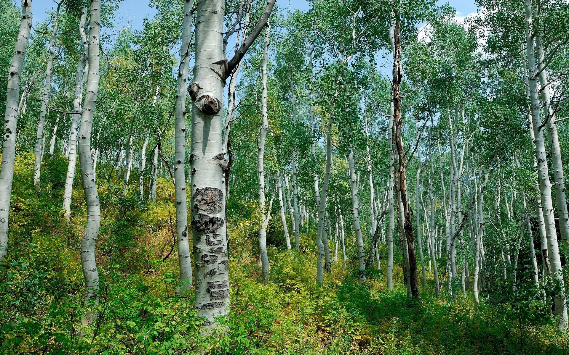 Обои лес, березы, кусты, forest, birch, the bushes разрешение 1920x1200 Загрузить