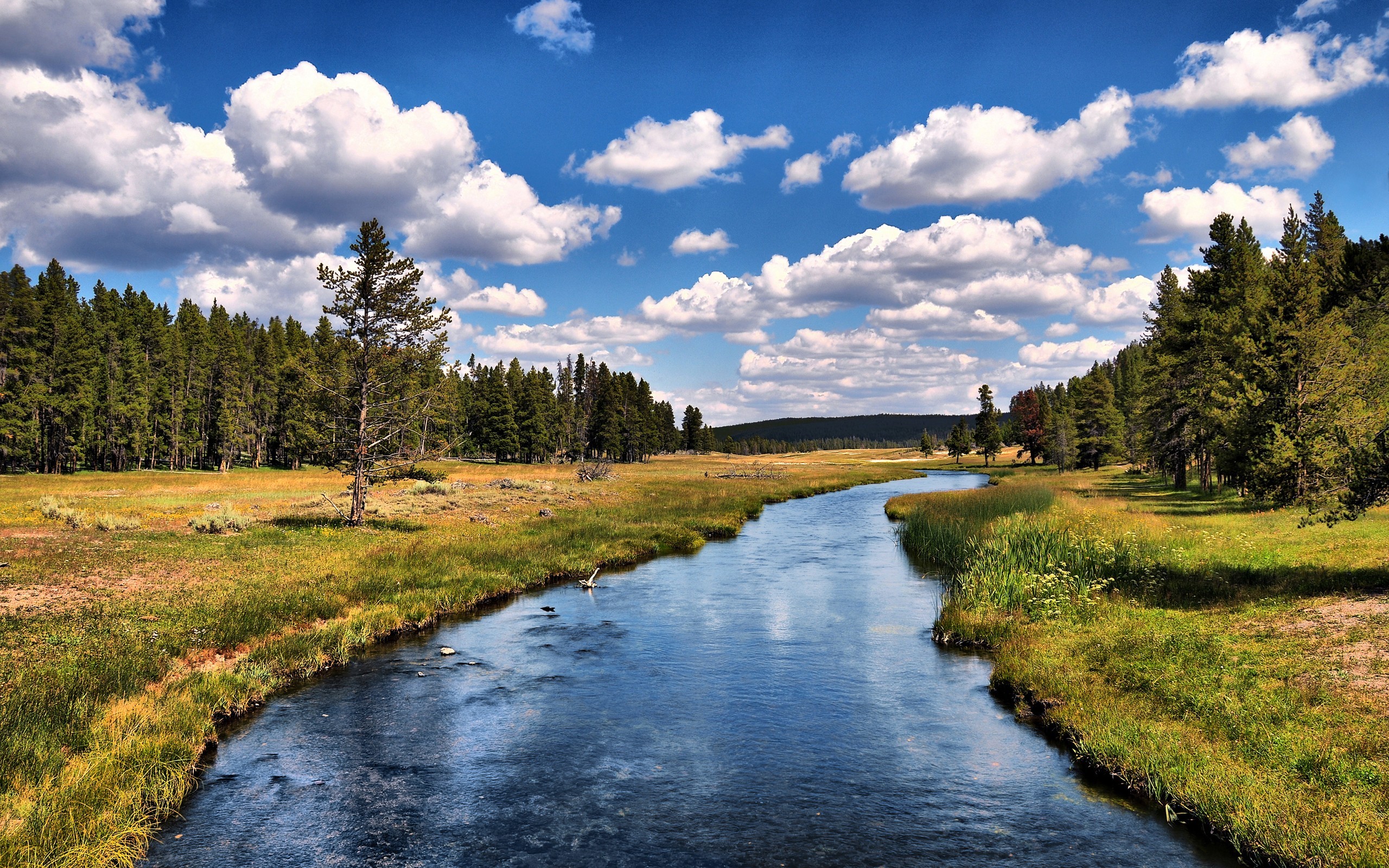 Обои небо, облака, деревья, река, лес, the sky, clouds, trees, river, forest разрешение 2560x1600 Загрузить