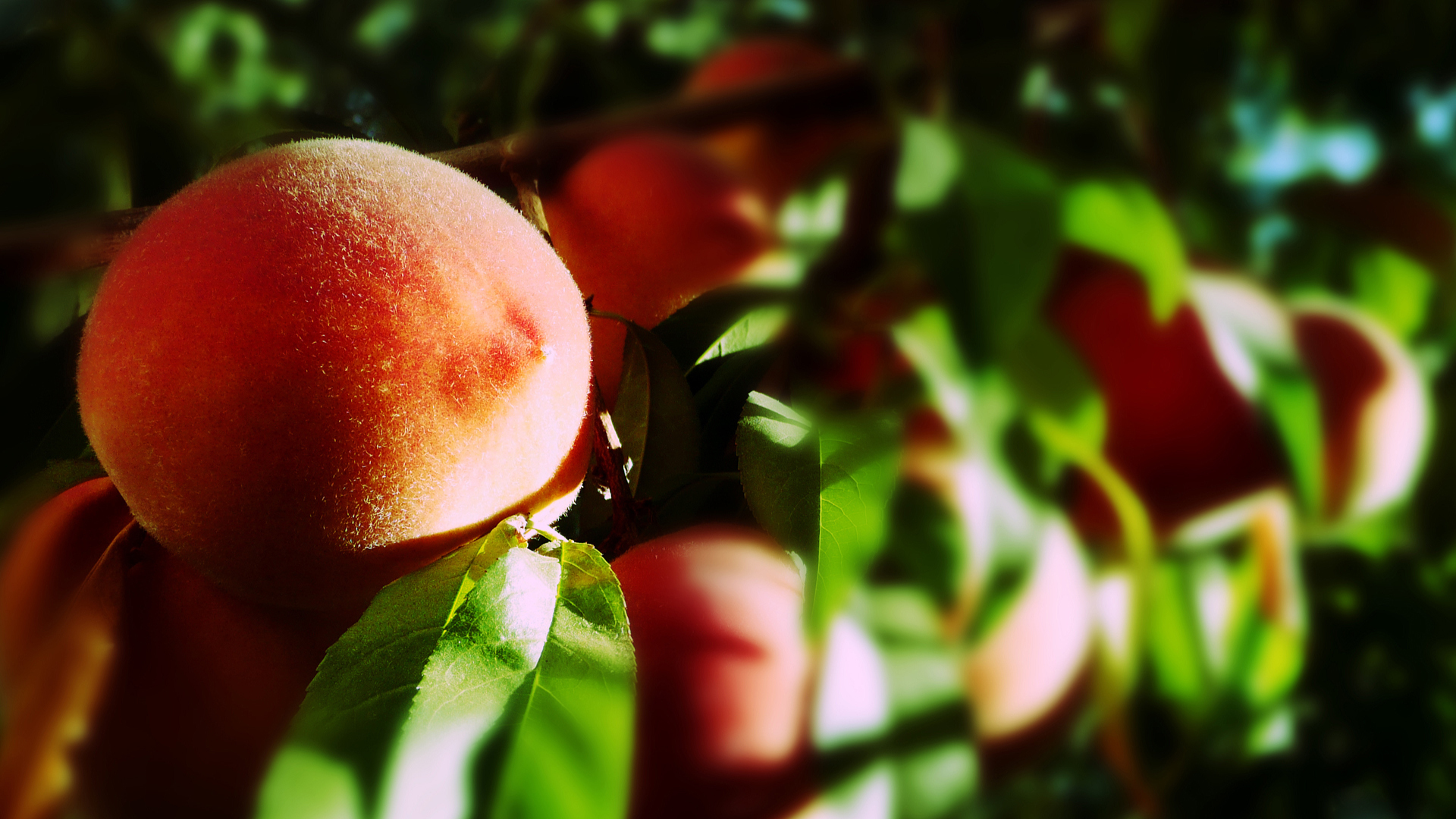 Обои листья, макро, лучи солнца, фрукты, плоды, персики, leaves, macro, the rays of the sun, fruit, peaches разрешение 1920x1080 Загрузить