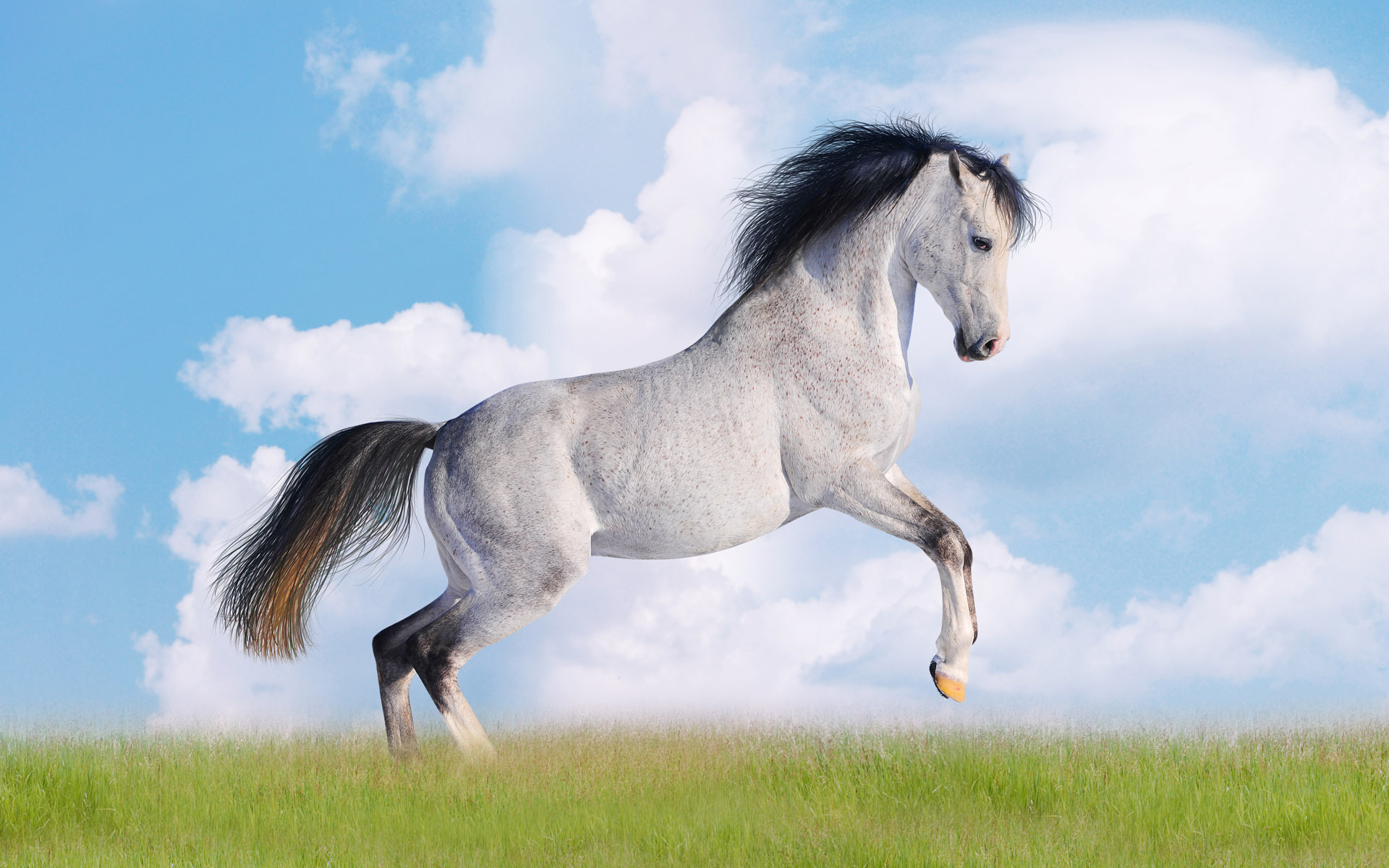 Обои небо, лошадь, трава, облака, конь, 17, the sky, horse, grass, clouds разрешение 1920x1200 Загрузить