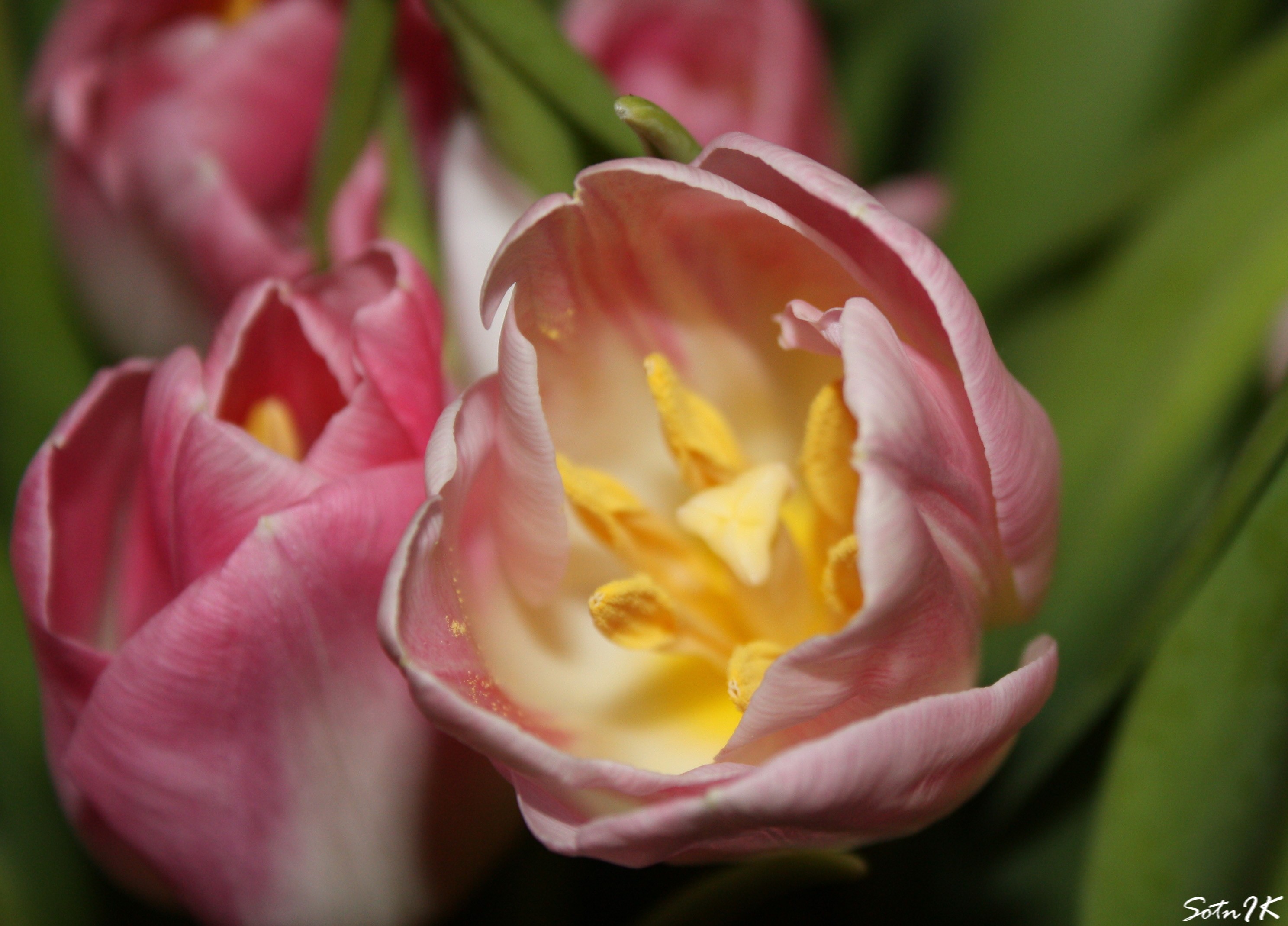 Обои цветы, cvety, vesna, природа, tyulpan, tychinki, макро, лепестки, тычинки, весна, тюльпаны, тюльпан, flowers, nature, macro, petals, stamens, spring, tulips, tulip разрешение 2976x2139 Загрузить