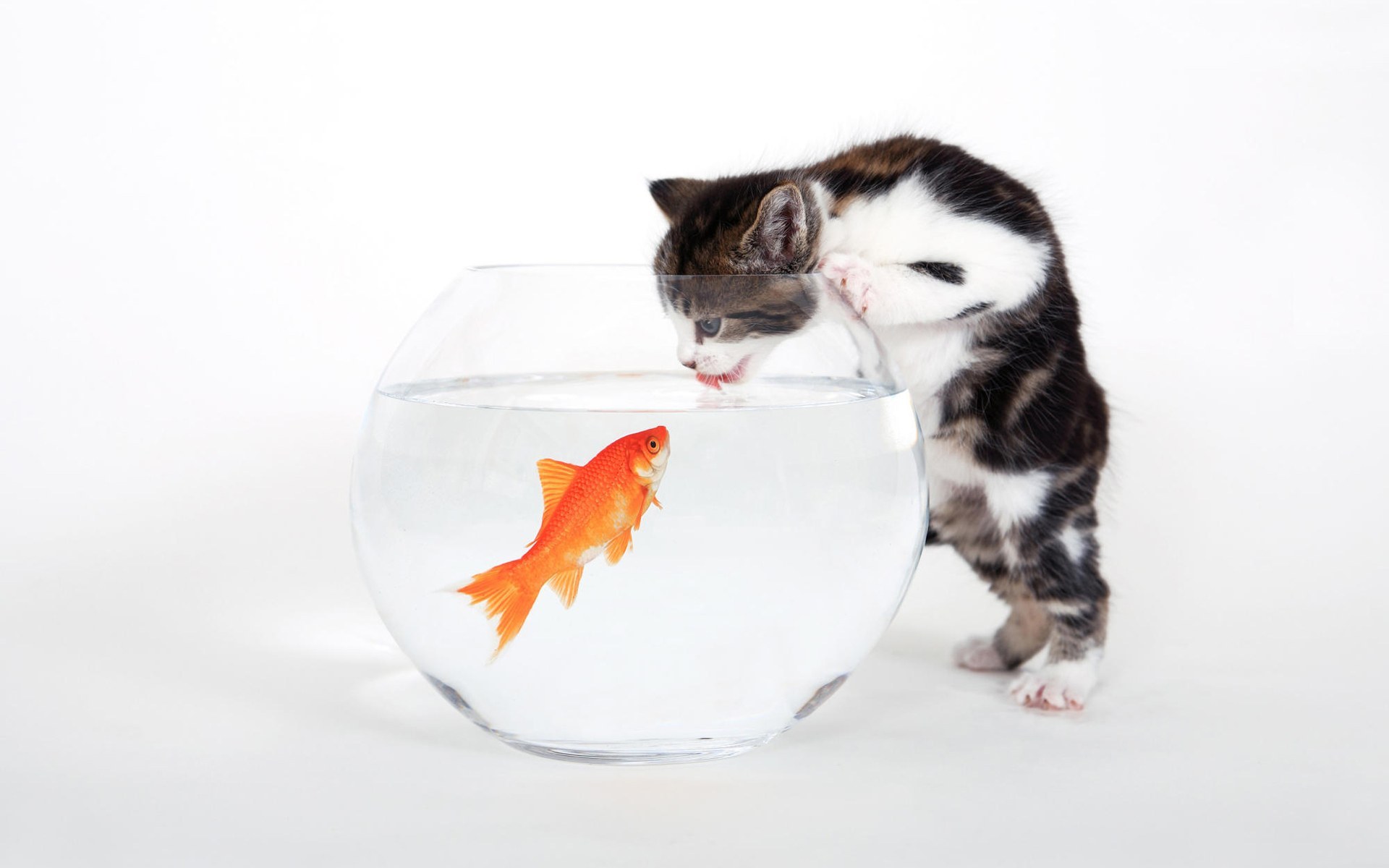 Обои котенок, белый, аквариум, рыбка, kitty, white, aquarium, fish разрешение 1920x1200 Загрузить